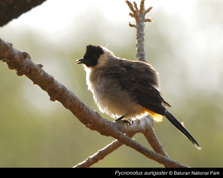 Ethnographic Arms Armour One More Keris