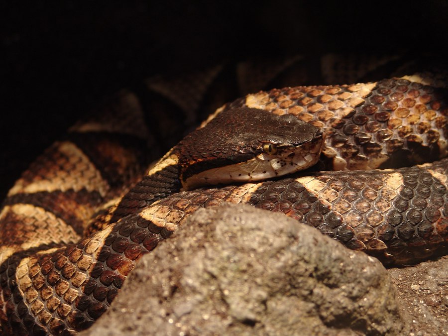 Name: Sharp-Nosed_Viper_01.jpg
Views: 1282
Size: 131.0 KB